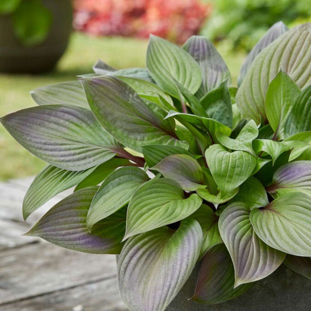 Hosta 'First Blush'